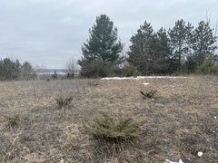 Juniperus communis depressa