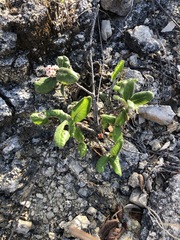 Rhus standleyi