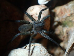 Pardosa lapidicina