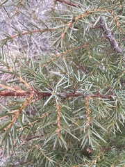 Juniperus communis depressa