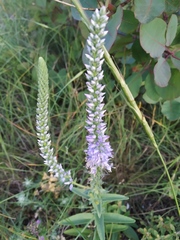 Veronica steppacea