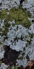 Physcia caesia