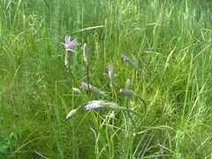 Scorzonera purpurea