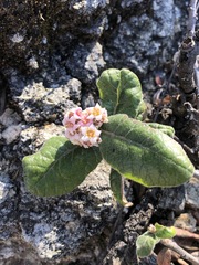 Rhus standleyi