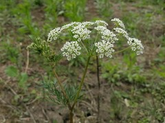 Chaerophyllum prescottii