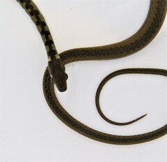 Echinanthera cephalomaculata