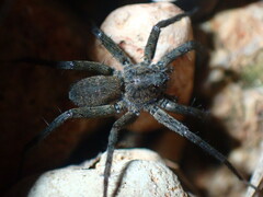 Pardosa lapidicina