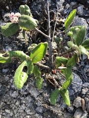 Rhus standleyi