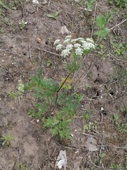 Chaerophyllum prescottii