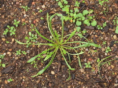 Calandrinia menziesii