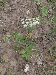 Chaerophyllum prescottii