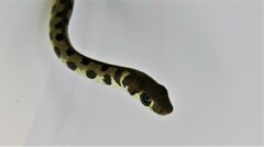Echinanthera cephalomaculata