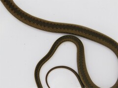 Echinanthera cephalomaculata