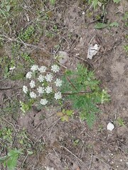 Chaerophyllum prescottii