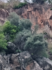 Olea europaea cerasiformis