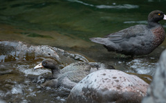 Hymenolaimus malacorhynchos