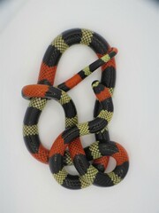 Micrurus lemniscatus