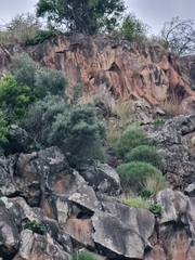Olea europaea cerasiformis