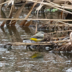 Motacilla cinerea