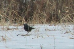 Corvus monedula soemmerringii