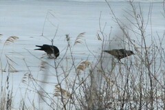 Corvus monedula soemmerringii