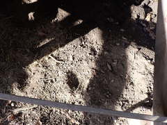 Callipepla californica