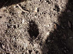 Callipepla californica