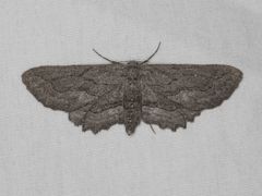 Aethaloida packardaria