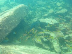 Oplegnathus punctatus