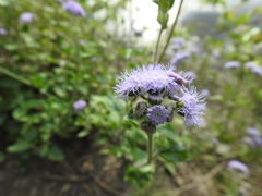 Ageratum houstonianum