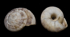 Oreohelix strigosa depressa