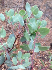 Arctostaphylos viscida