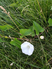Calystegia sepium
