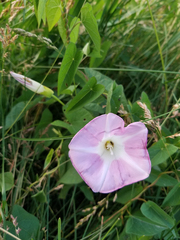 Calystegia sepium