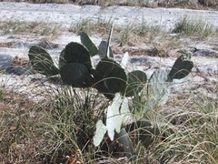 Opuntia tunoidea
