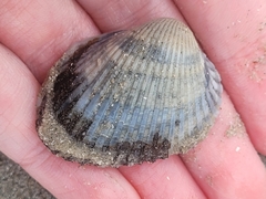 Noetia ponderosa