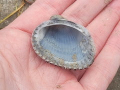 Noetia ponderosa