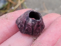 Megabalanus tintinnabulum