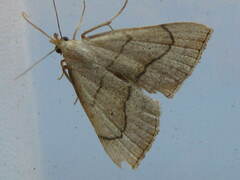 Macrochilo litophora