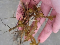 Sargassum fluitans