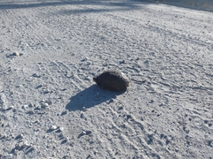 Terrapene carolina bauri