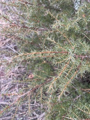Juniperus communis depressa
