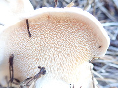 Hydnum oregonense