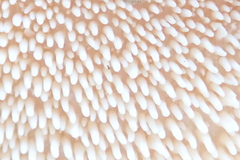 Hydnum oregonense