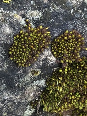 Orthotrichum anomalum