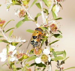 Austalis pulchella
