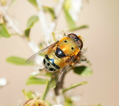 Austalis pulchella