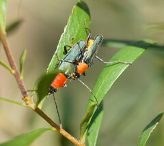 Chauliognathus tricolor