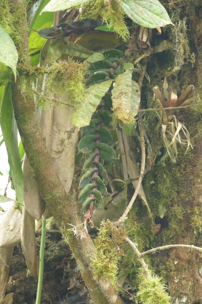 Epidendrum alberti Schltr.