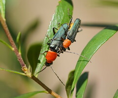 Chauliognathus tricolor